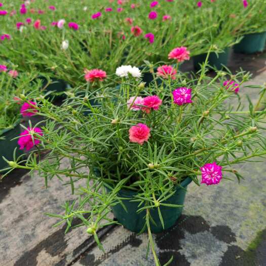 广州重瓣太阳花苗宿根混色植物绿植花卉盆栽四季开花带根带花苞发货