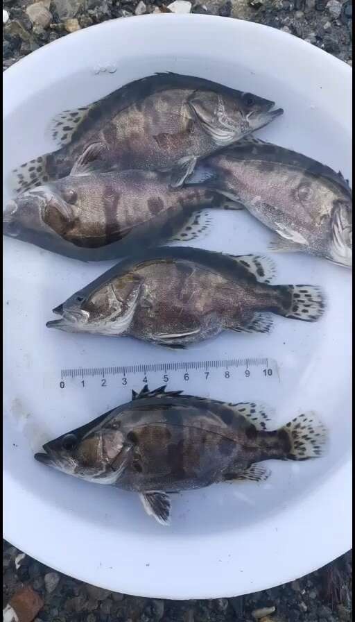 博罗县鳜鱼苗，桂花鱼苗，各种规格鳜鱼苗，支持全国空运发货
