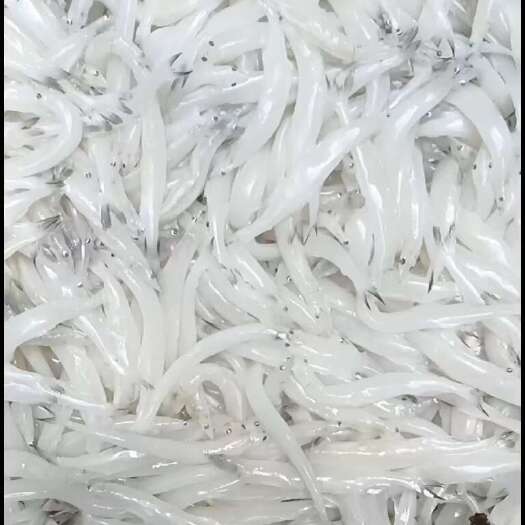 青岛10-12      精品银鱼解冻质量
