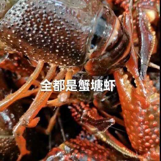 潜江市全是精品深水湖虾货品保质量保售后