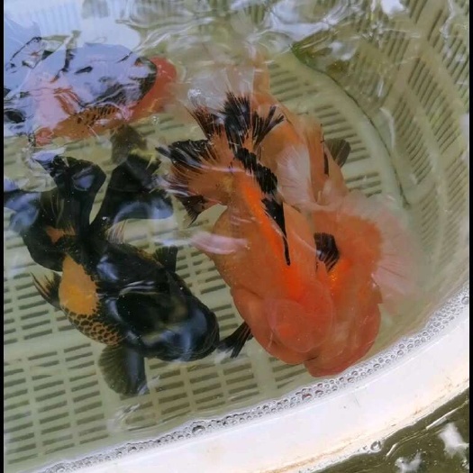 18 公分左右，泰狮鹿子等