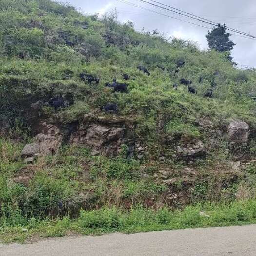 云南禄劝黑山羊跑山羊