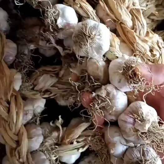 天津天津市宝坻区林亭口紫皮大蒜价格优惠