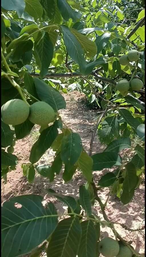 汾阳市青皮核桃