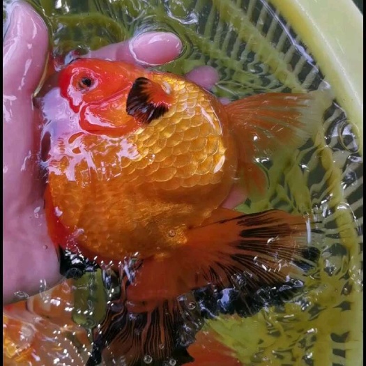 清远泰狮