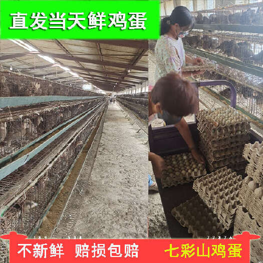 德州真的 七彩山鸡蛋