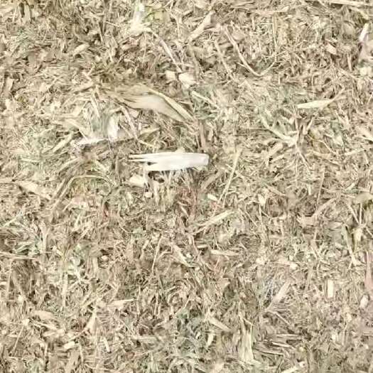 沧县甜玉米秸秆青储压块，散装都有货