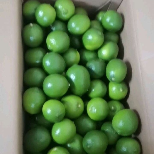 博罗县塔希提一级果
