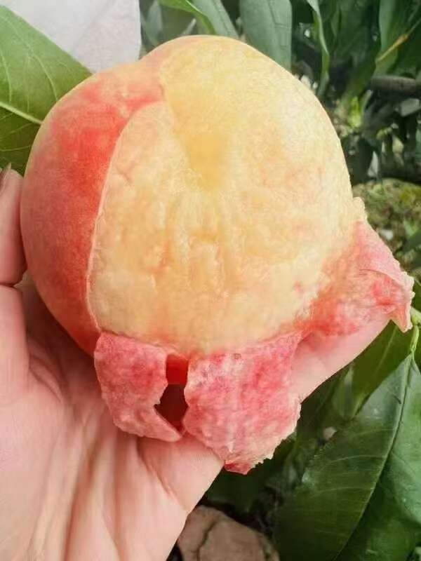 龍泉驛王桃子水蜜桃