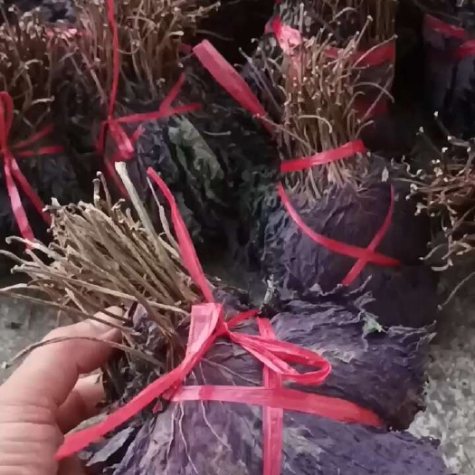 英德市绑扎紫苏