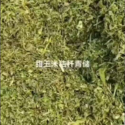 文水县甜玉米秸秆饲料