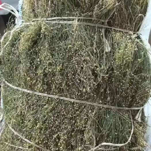 陆丰市四叶莲新货