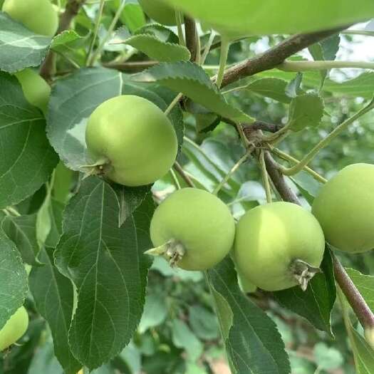科右前旗海棠果