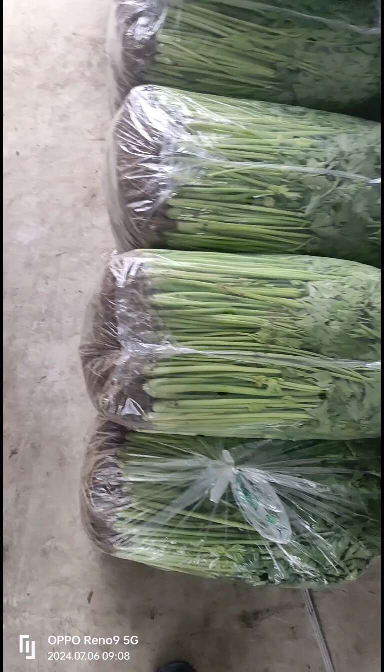 淮安芹菜