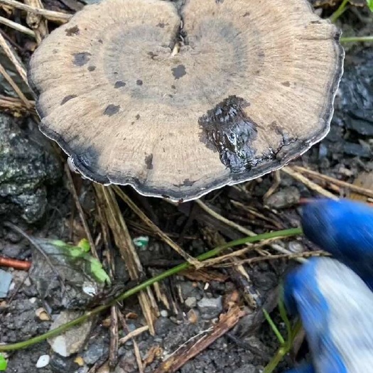 清远香血灵芝 正宗 香味浓厚