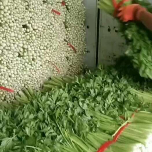 长沙精品芹菜