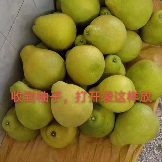 梅州自家果园的沙田柚现场自拍，即将上市，欢迎新老客户预订