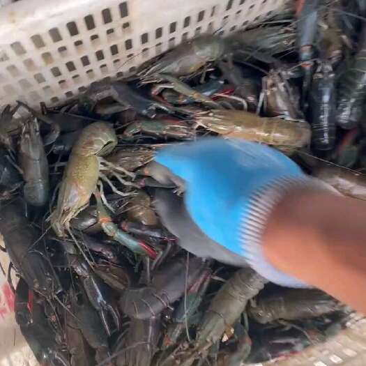 无为市淡水澳龙个头大，肉紧实q弹，