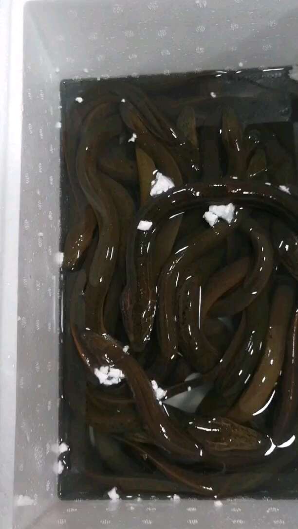 黄鳝