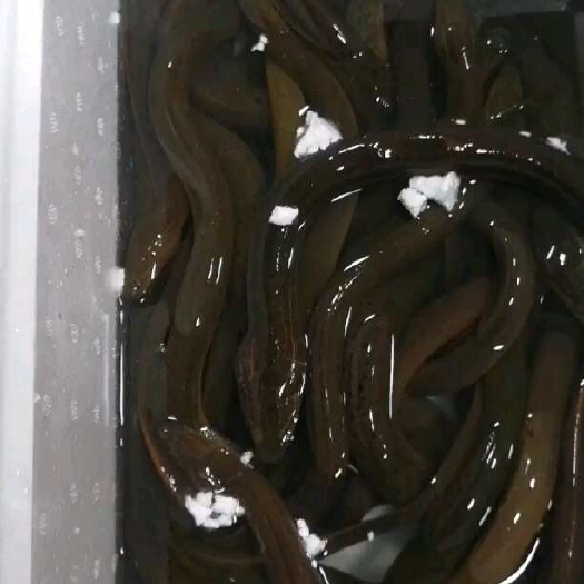 南京黄鳝