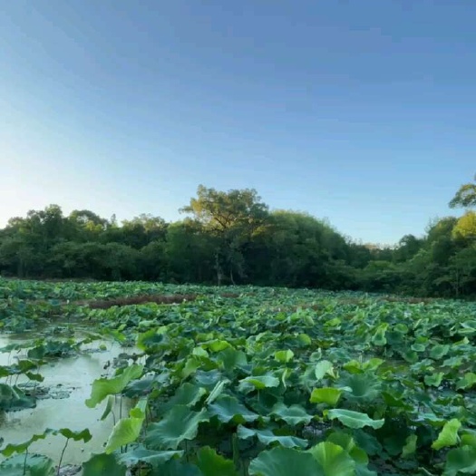 宁都县产地现采摘现发货，青莲个大，饱满粉糯清甜。