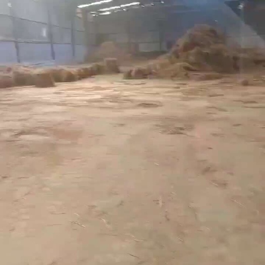 习水县曲草