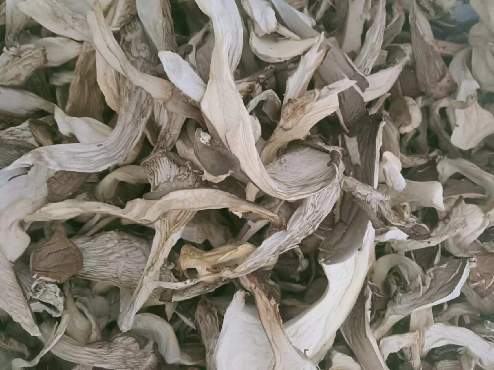 輝縣干平菇