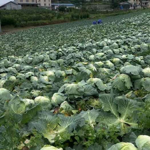 长阳县高山包菜