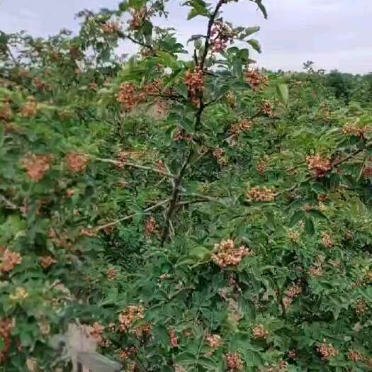 正宁县自家花椒，没有任何添加剂