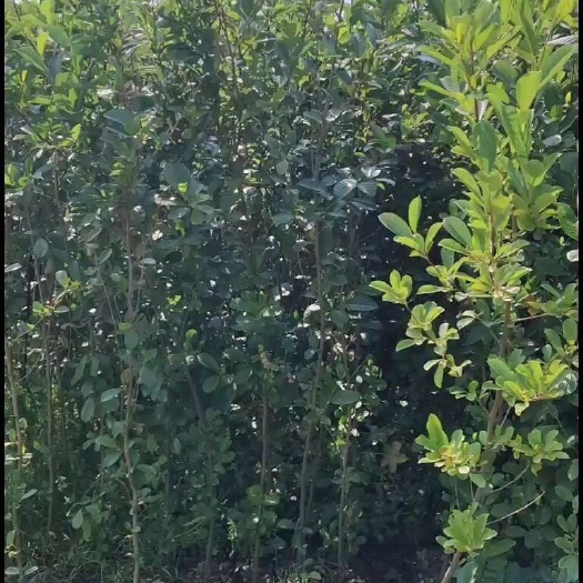 宜良县水冬瓜