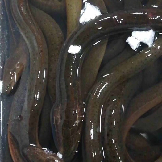 黄鳝大量批发