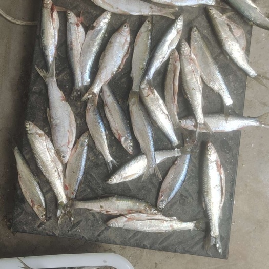 新鲜的兰刀鱼，小餐条大量供应。