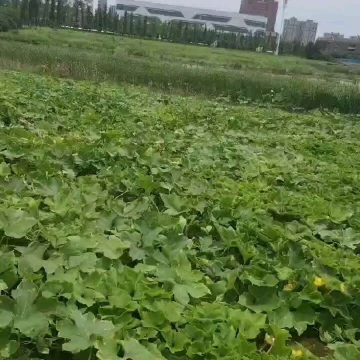 冬瓜 白皮上市