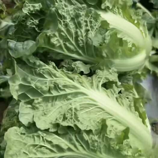 长阳县毛白菜