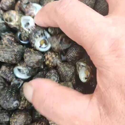 靓芝麻螺  需要的联系我