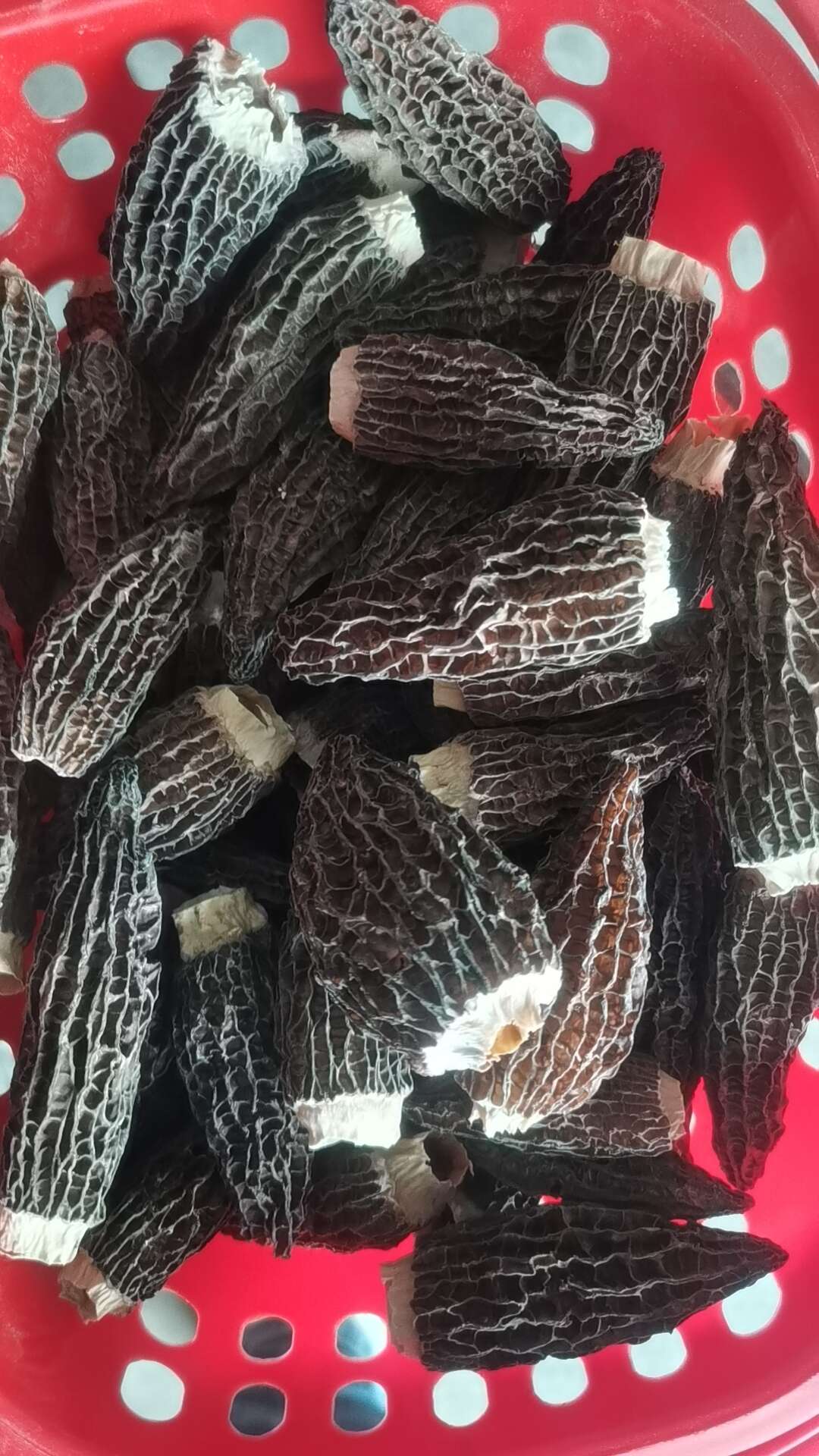 【产地货源】羊肚菌精品干货供货酒店各大商超，支持包邮