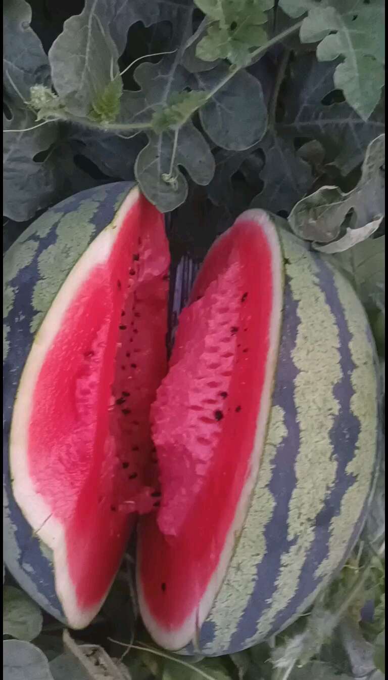 辽宁大棚甜王大量上市，皮毛亮口，感感甜，糖度高