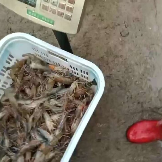肇庆欢迎订购，大，中，小，规格齐全，有需要随时联系我，可以免费店