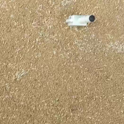 精品小麦
