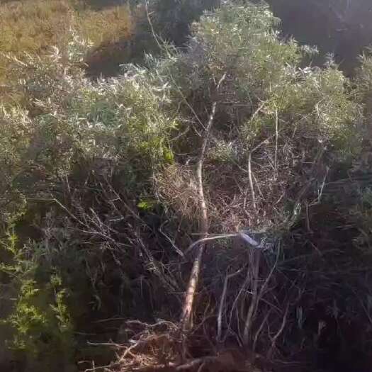 永宁县大量出售裸根沙棘苗