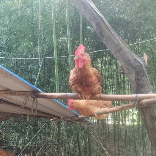 德清县纯散养土鸡