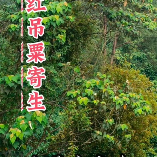 吊栗木寄生 白背木寄生 红吊栗寄生 寄生  干货
