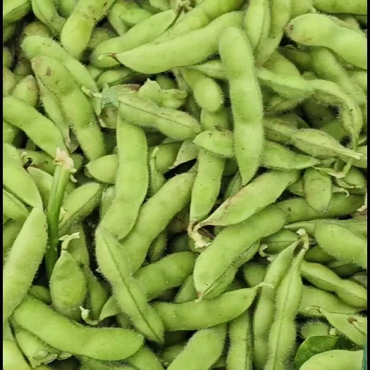 郯城县毛豆