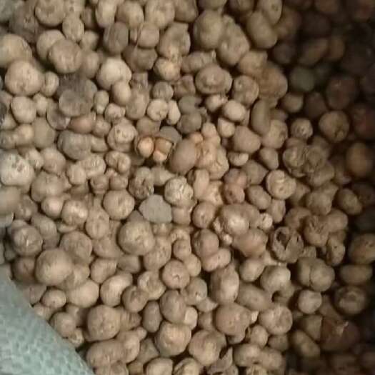 鹿邑县种子