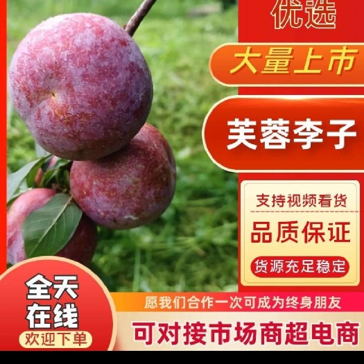 古田县福建芙蓉李电商果，适合社区团购，美团，多多买菜的，九分甜