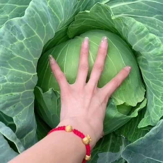 长阳县圆包菜