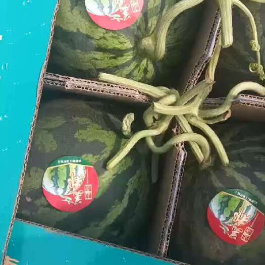 蔚县麒麟瓜