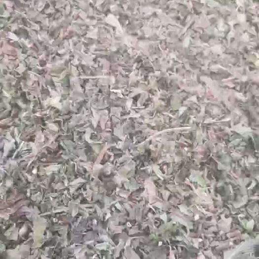 中药材中草药，干薄荷饮片，1公分切段，特别干净，没有沫子