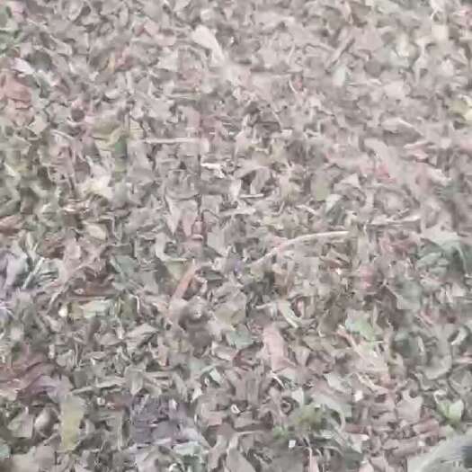 深州市中药材中草药，干薄荷饮片，1公分切段，特别干净，没有沫子