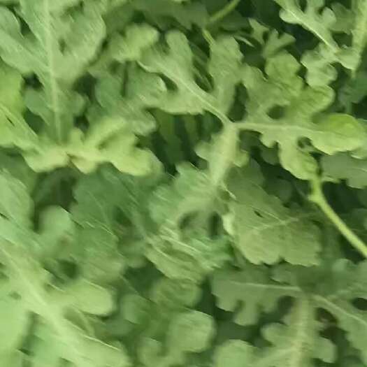蔚县精品麒麟瓜美都